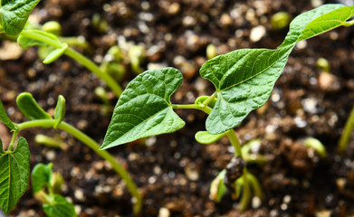 Green shoots after bean sprouts from seed germinating in soil