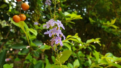 flowers in the garden