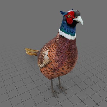 Pheasant