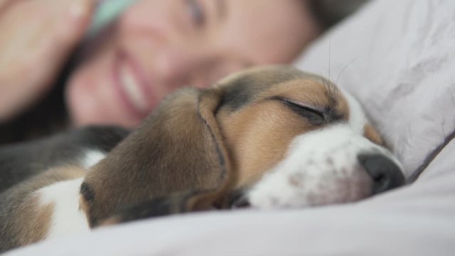 A woman is talking on the phone next to a sleeping dog in bed. Cute beagle puppy sleeps in bed with mistress 