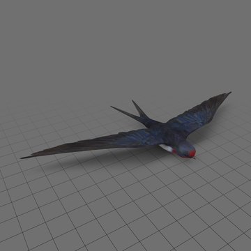 Swallow
