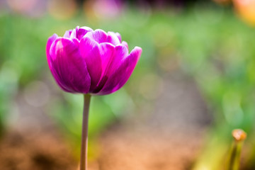 Fototapeta premium Spring flowers. Tulips in the park. Romantics flowers. Love. Tulips. 