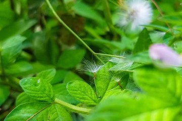 The green nature in the world.