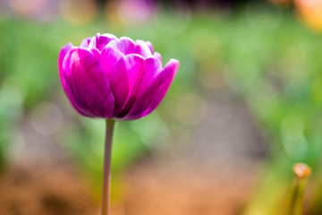 Fototapeta premium Spring flowers. Tulips in the park. Romantics flowers. Love. Tulips. 