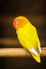 Agapornis amarelo e laranja sozinho no poleiro de madeira em retrato de perfil. Periquito fofinho na gaiola.