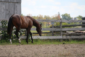 Horse in corral