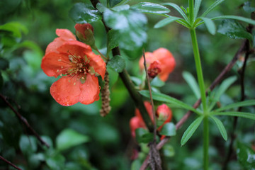 Early spring blooms Texas Scarlet Flowering Quince (Japanese chaenomeles) orange or red flowers with raindrops on the petals. Selective focus. Blurred green background.