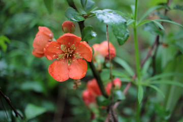 Early spring blooms Texas Scarlet Flowering Quince (Japanese chaenomeles) orange or red flowers with raindrops on the petals. Selective focus. Blurred green background.