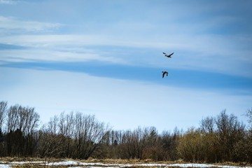 Spring landscape with forest edge and birds flying in the sky