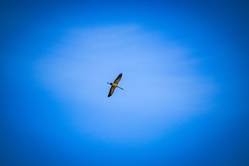 Soaring crane birds in blue the sky