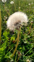 close-up of dandelion clock in the grass
