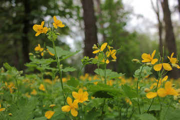 Greater celandine (Chelidonium majus), also known as, nipplewort, swallowwort, or tetterwort, growing in the garden. Medicinal plant with yellow flowers 