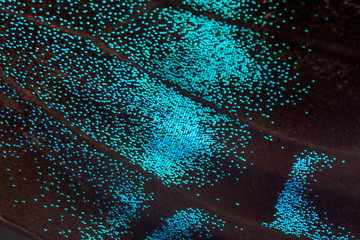 A butterfly wing fragment. A macro photo, a background of Papilio maackii Menetres, the alpine...