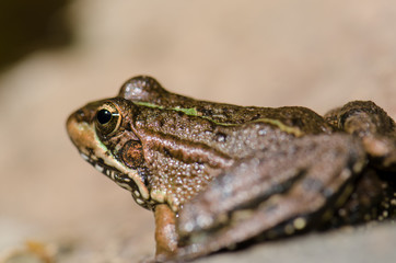 Perez's frog Pelophylax perezi. The Nublo Rural Park. Tejeda. Gran Canaria. Canary Islands. Spain.