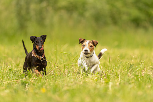 Parson Russell Terrier And Black Manchester Terrier Dog. Two Small Friendly Dog Are Running Together Over A Green Meadow