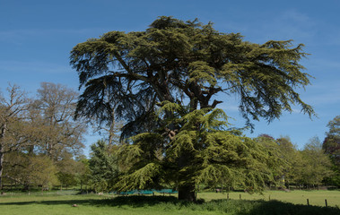 Green Foliage and Cones of an Evergreen Coniferous Cedar of Lebanon Tree (Cedrus libani) Growing in...