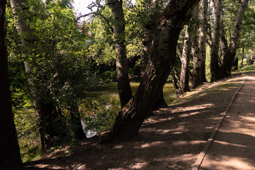 Trees by the pond in the city park on a calm, sunny day.