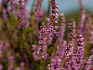 Close up of beautiful blooming purple heather flower. Selective focus.