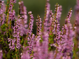 Close up of beautiful blooming purple heather flower. Selective focus.