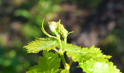 Young grapevine buds and leaves.