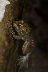 Perez's frog Pelophylax perezi in a pond. The Nublo Rural Park. Tejeda. Gran Canaria. Canary Islands. Spain.