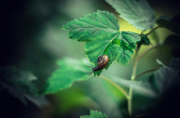 A garden snail sits in the garden on a green leaf of black currant.Artistic blur