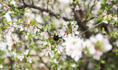 A bumblebee collects nectar on the white flowers of a bush.