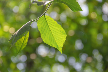 Fototapeta na wymiar Spring foliage on green bokeh background.