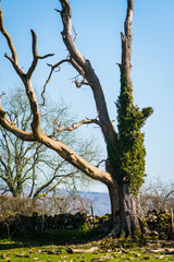 Old lonely dry tree without leaves in a field UK