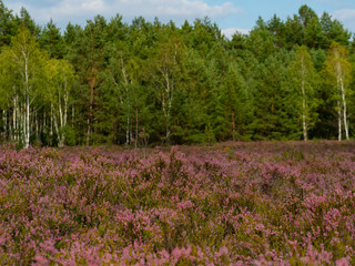 Beautiful heather meadow and forest in the background.