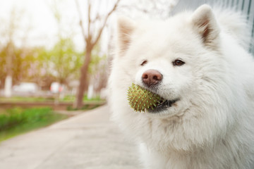 Happy white dog with a ball in a mouth. Samoyed close-up portrait      