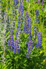 blooming purple lupines