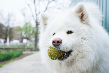 Naklejka premium Happy white dog with a ball in a mouth. Samoyed close-up portrait 