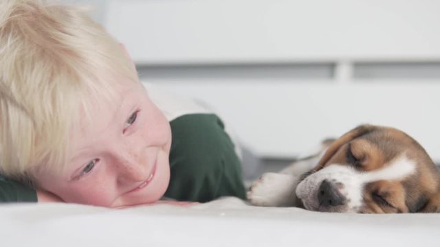 White boy sleeping in the bed with puppy Beagle. Boy gently strokes a little puppy