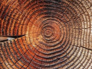 Wooden cut texture 