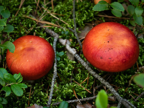 Two small red toadstool mushroom. Selective focus.