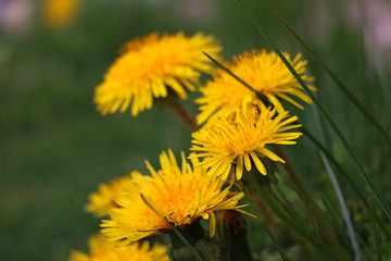 Common dandelion grow in a wild meadow. Yellow flower in nature. Dandelion flower.