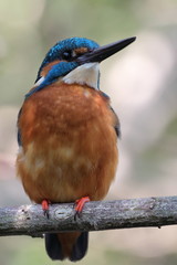 common kingfisher colorful bird proud looking