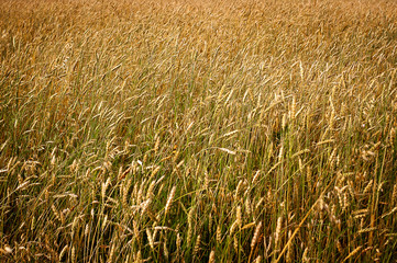 Wheat field, ripe Golden wheat close-up