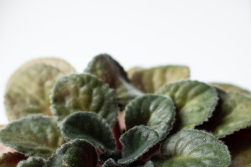Green leaves of a houseplant close-up on a white background. Plenty of room for text.