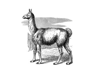 Illustration of a llama in popular encyclopedia from 1890 © Szymon