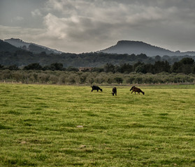 the picturesque surroundings of the island of Mallorca in Spain. Island scenery, view of historic...