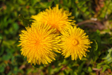 Dandelion macro photo. Yellow dandelion flower. Green dandelion leaves.