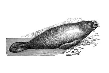 Illustration of a manatee in popular encyclopedia from 1890