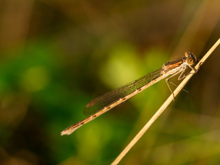 Close up of dragonfly, resting on dry grass. Selective focus
