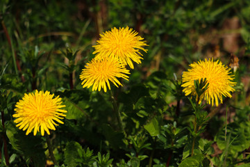 Macro Photo of a dandelion plant. Dandelion plant with a fluffy yellow bud. Selective focus.