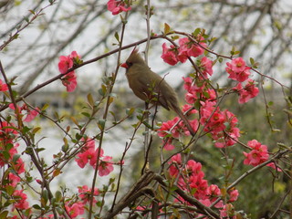 Female Cardinal with Pink Flowers