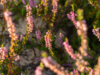 Close up of beautiful blooming purple heather flower and honey bee. Selective focus.