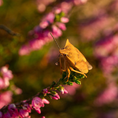 Close up of beautiful blooming purple heather flower and yellow bug. Selective focus.