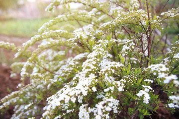 White spirea flowers in the garden on a Sunny day.